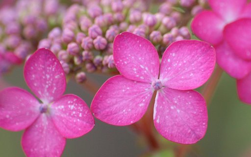 紫陽花のガク