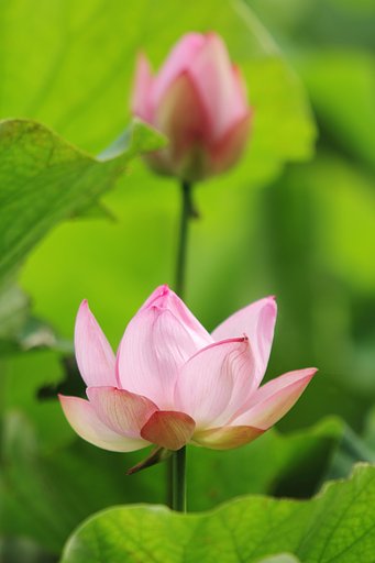 幼花