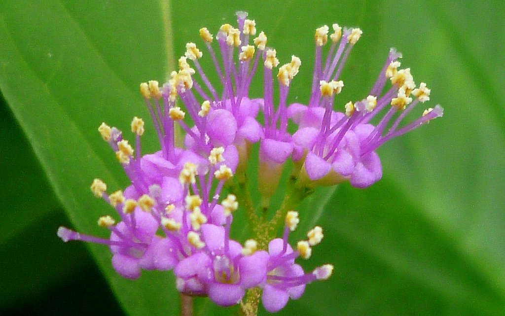 小さな花のUP