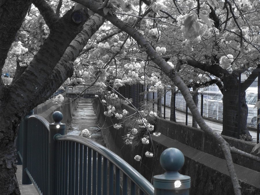 八重桜