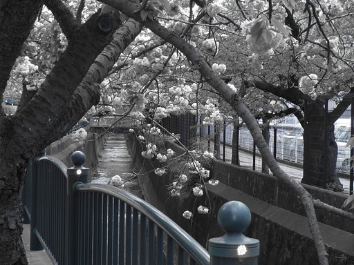 八重桜