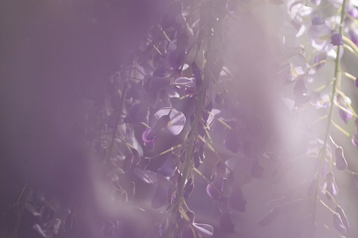 藤