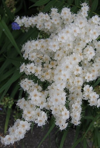 梅雨にも負けず