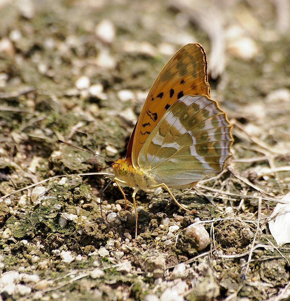 ミドリヒョウモン