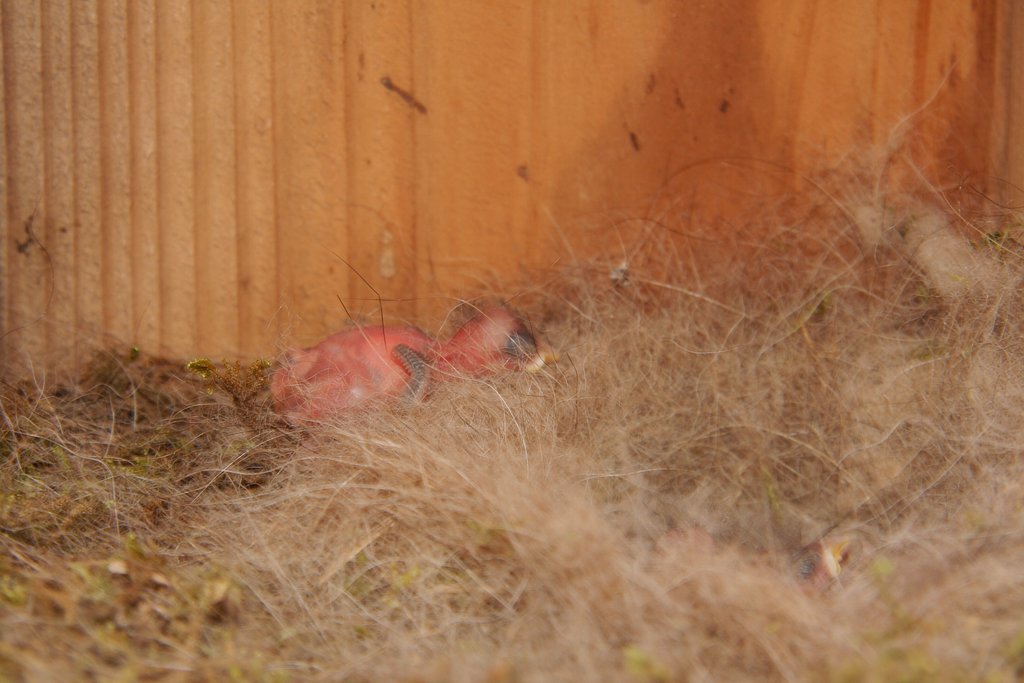 生まれたばかりのシジュウカラ