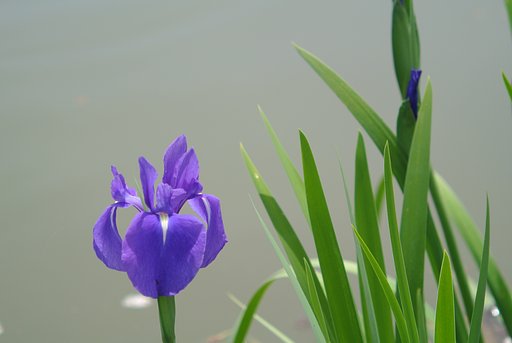 カキツバタ