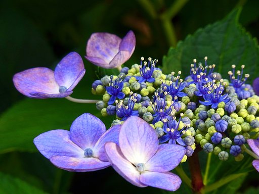 両性花開花