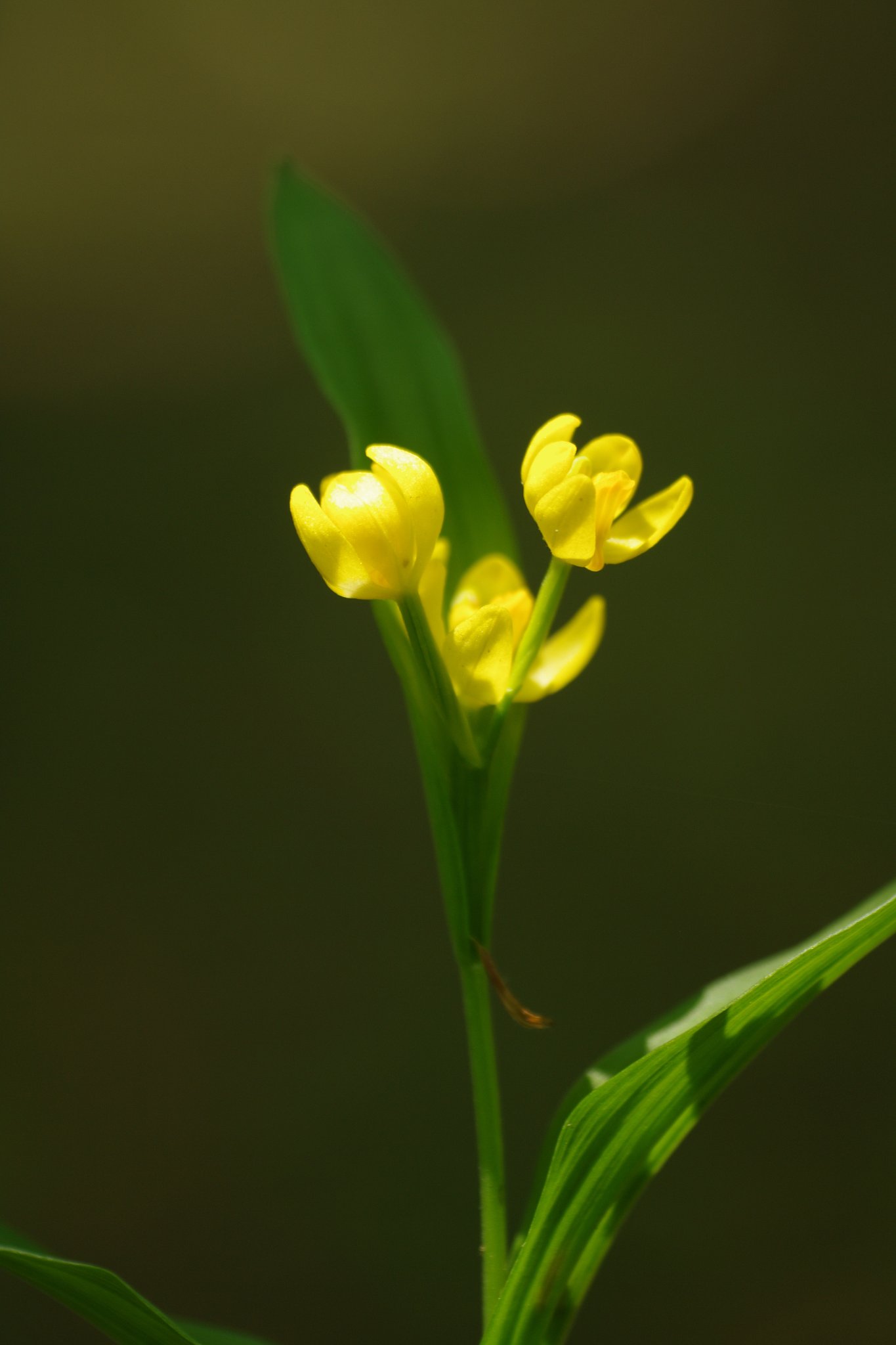 東京の里山から１：キンラン（金蘭）
