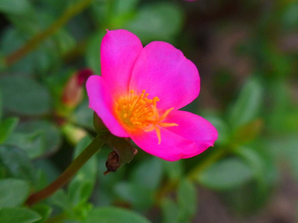 ピンクの花その3
