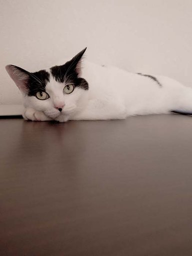我が家のネコ