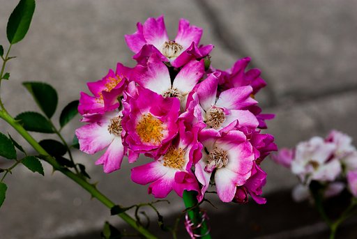 大きく華やかに。