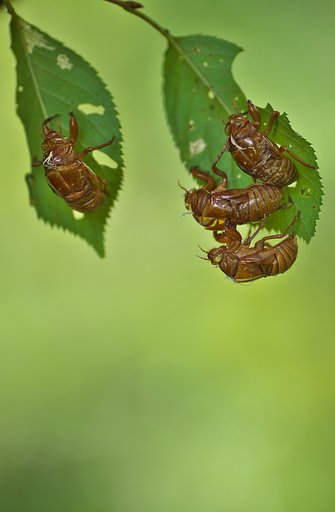抜け殻
