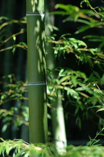 77mm Lim
