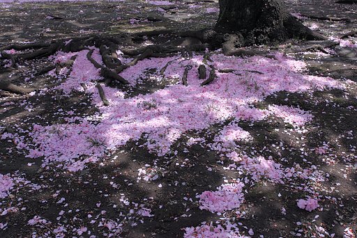 散り花の詩