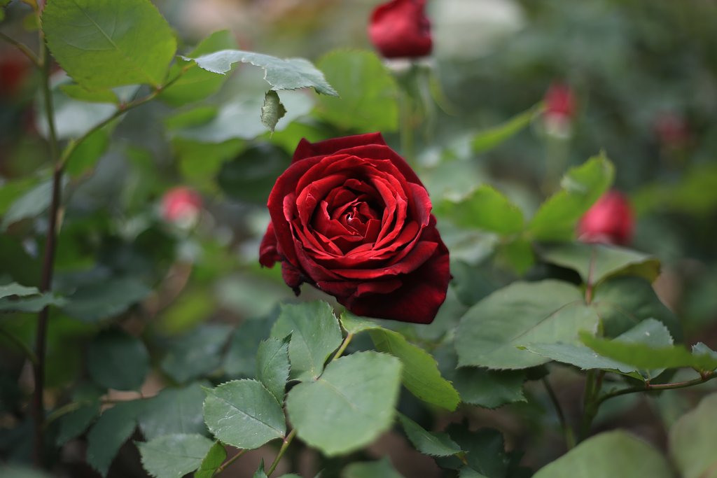 薔薇