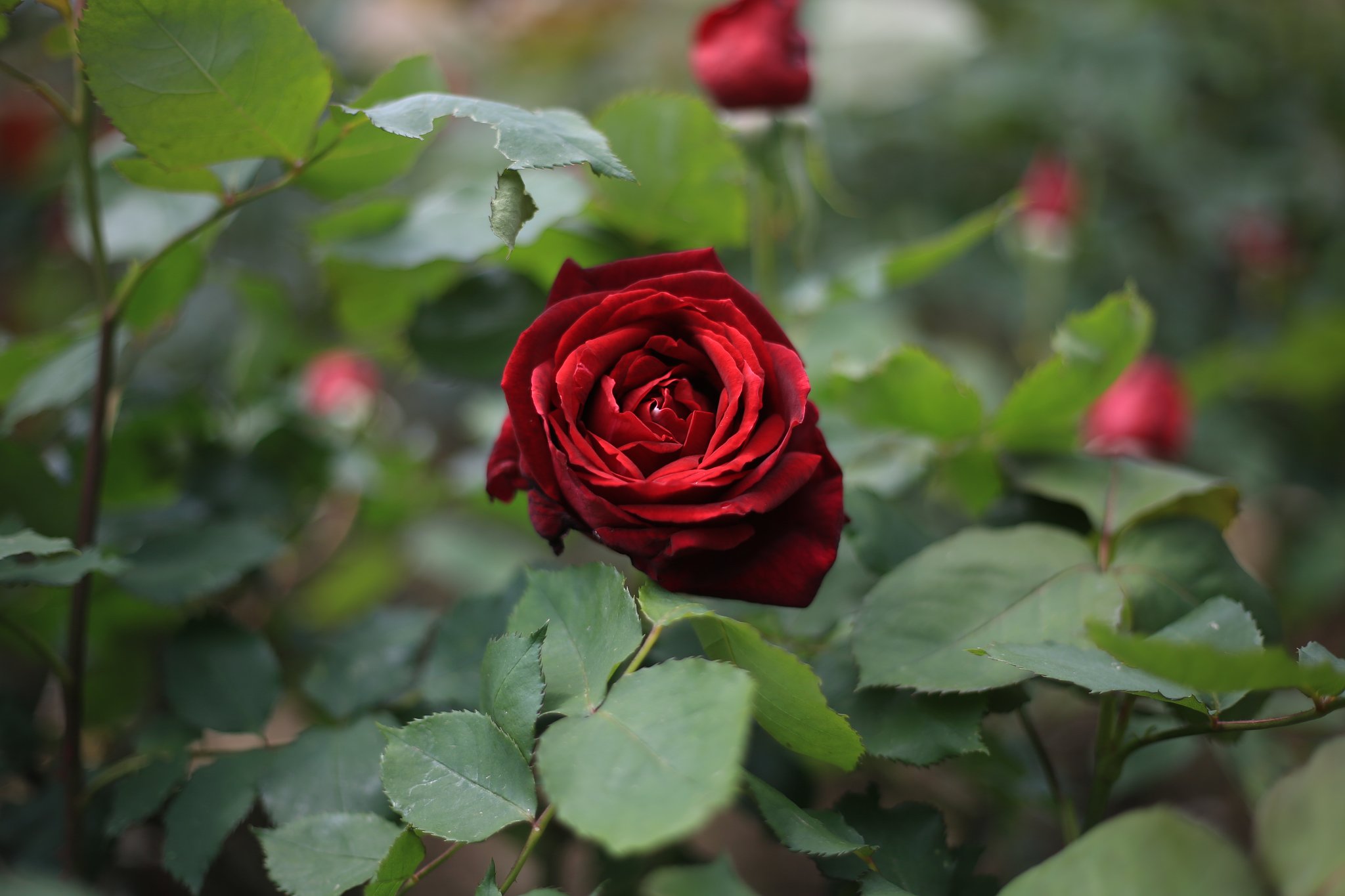 薔薇