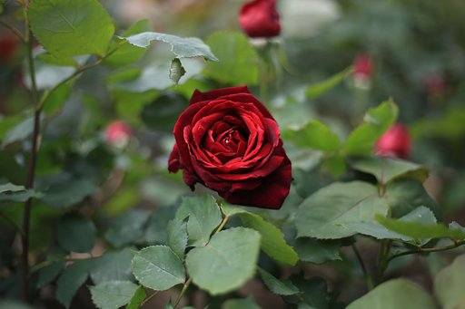 薔薇