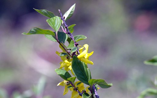 小豆島レンギョウ