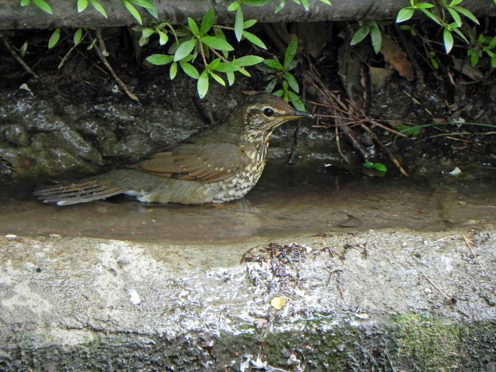 マミジロ♀の入浴