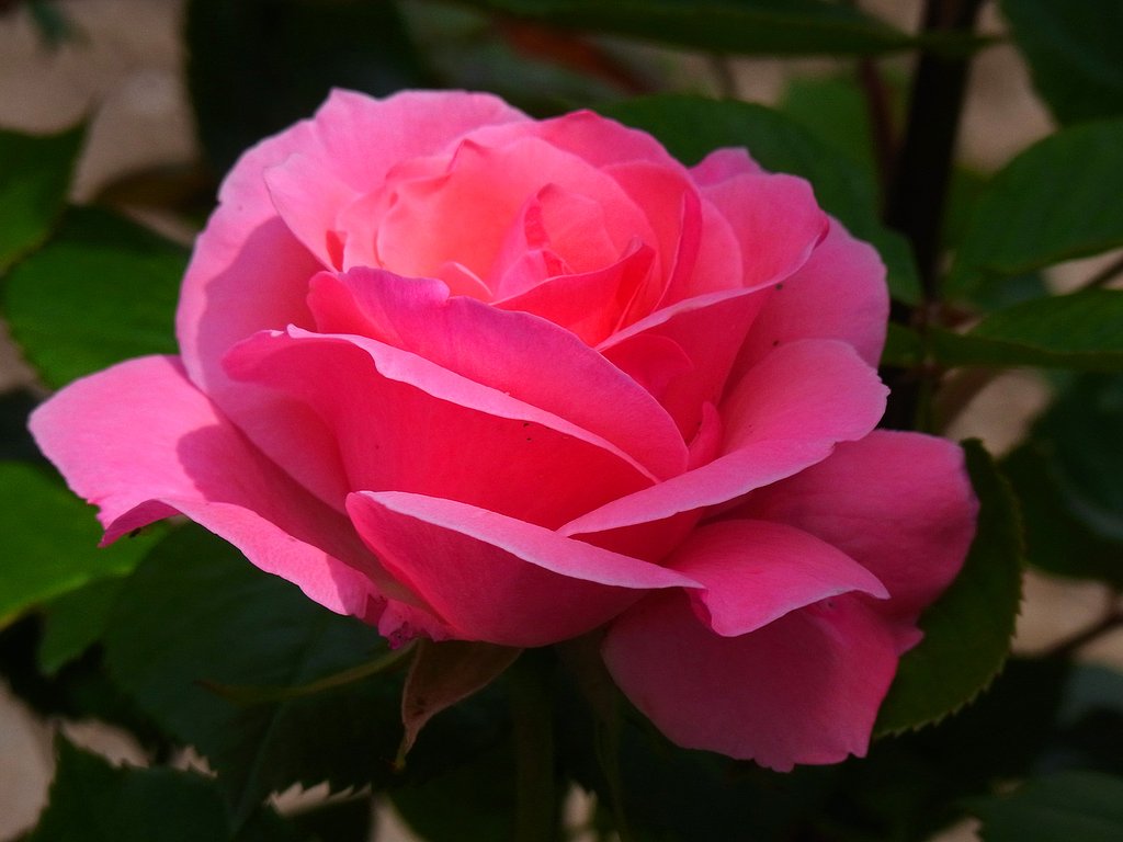 四季咲き薔薇