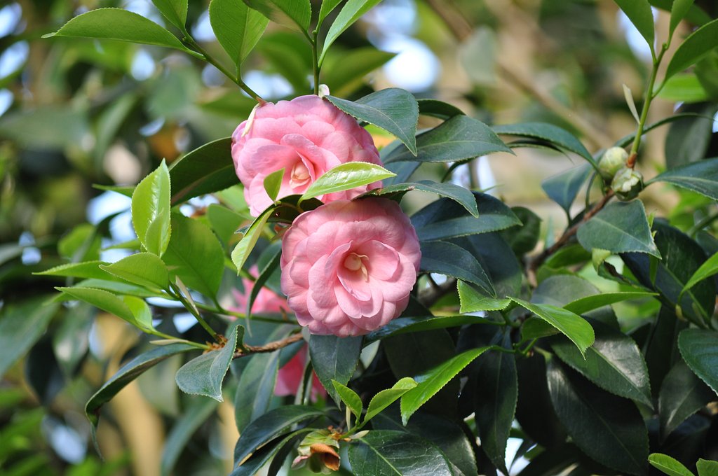 薔薇3