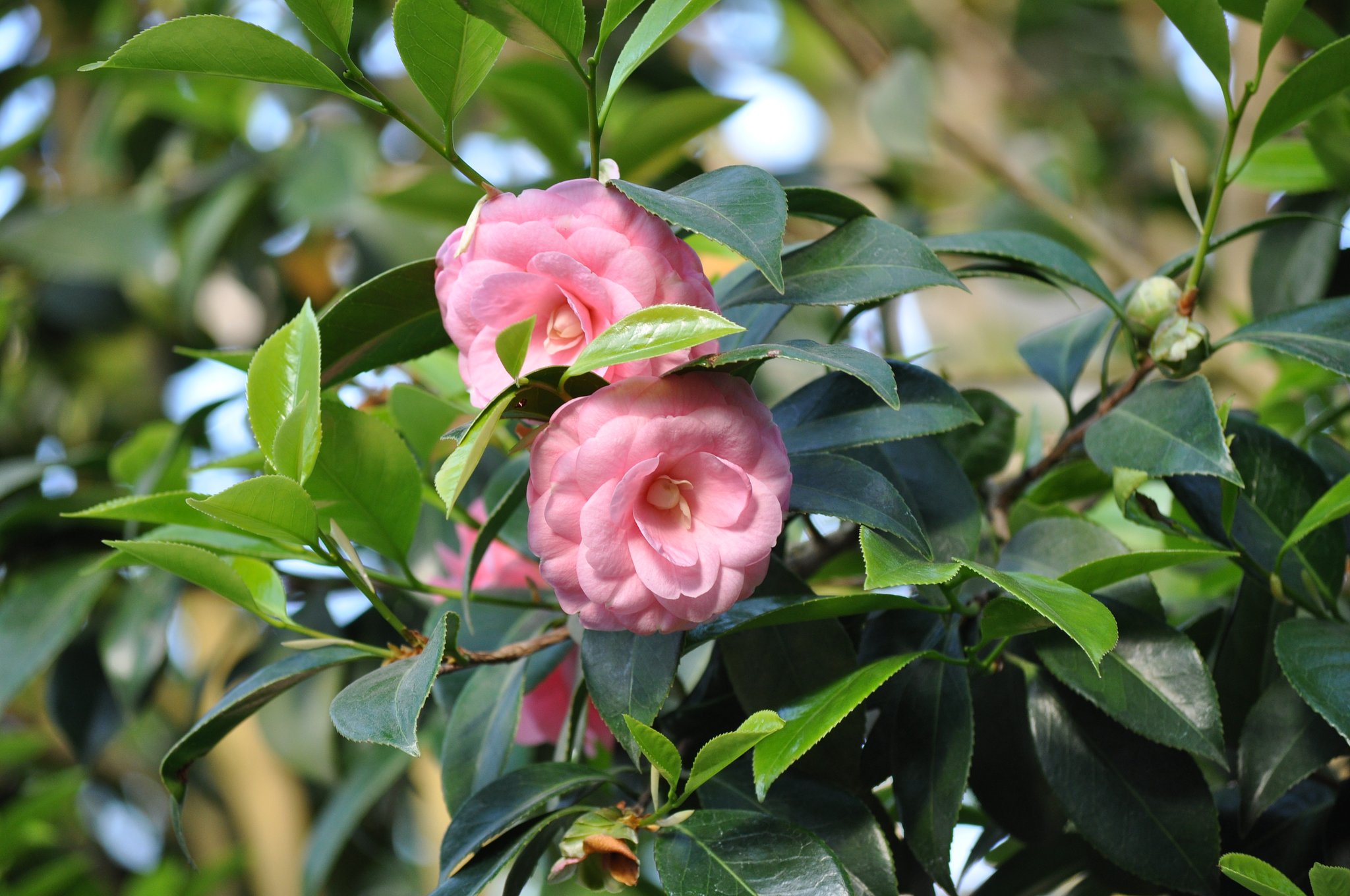 薔薇3