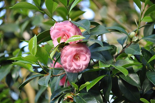 薔薇3