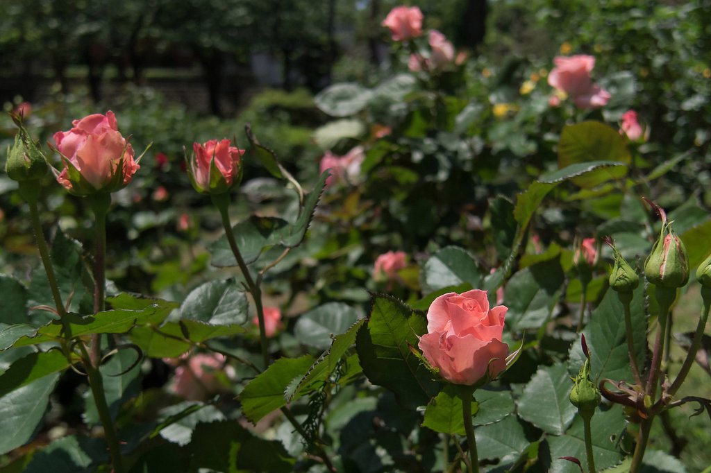 近所でも薔薇が