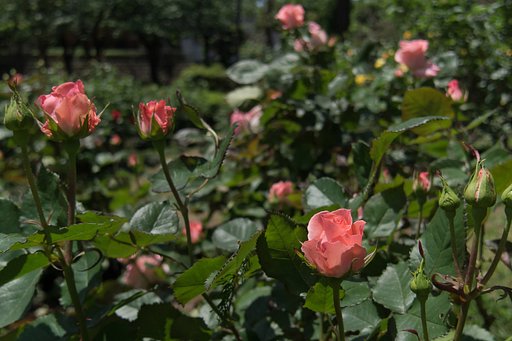近所でも薔薇が