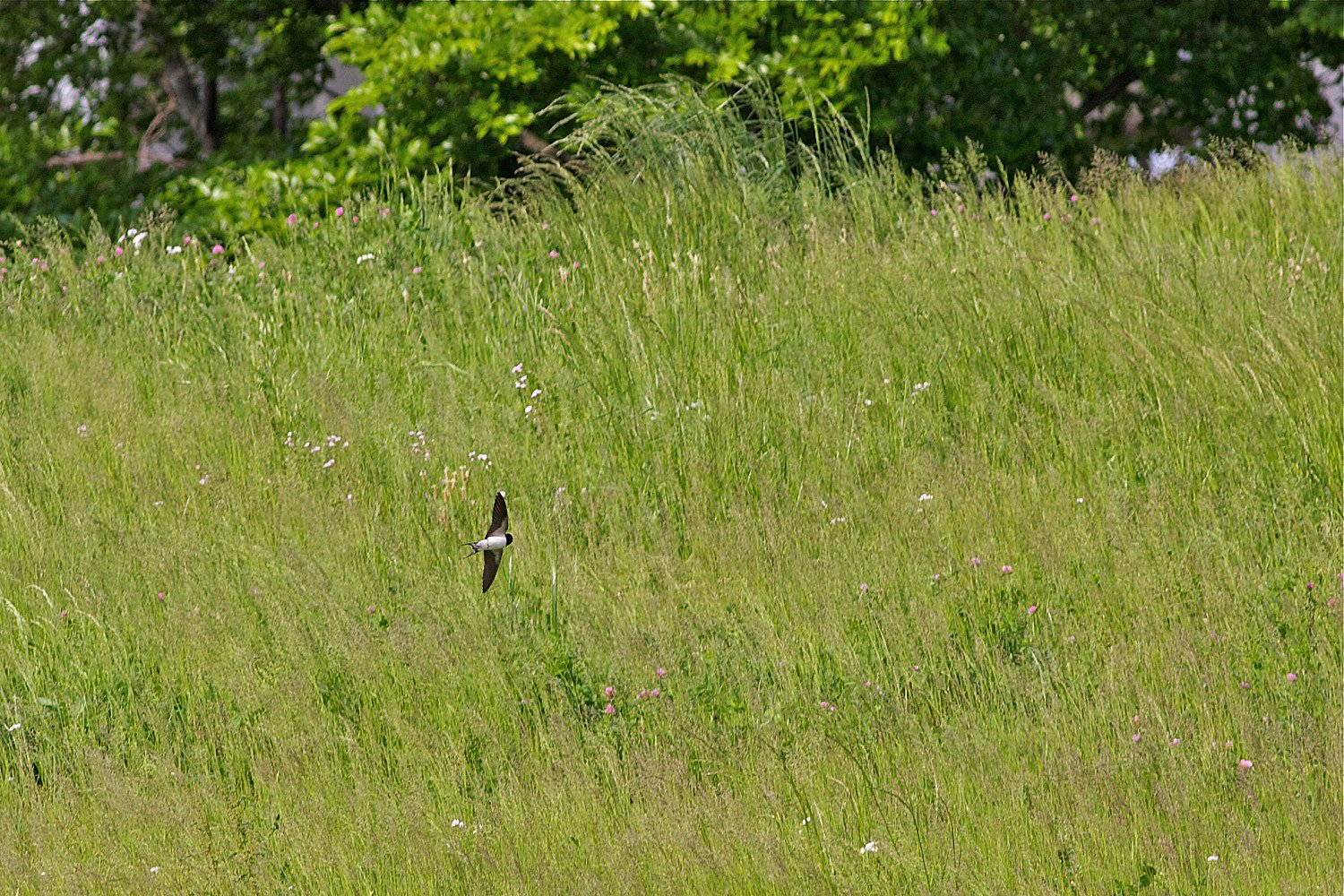 風・ツバメ