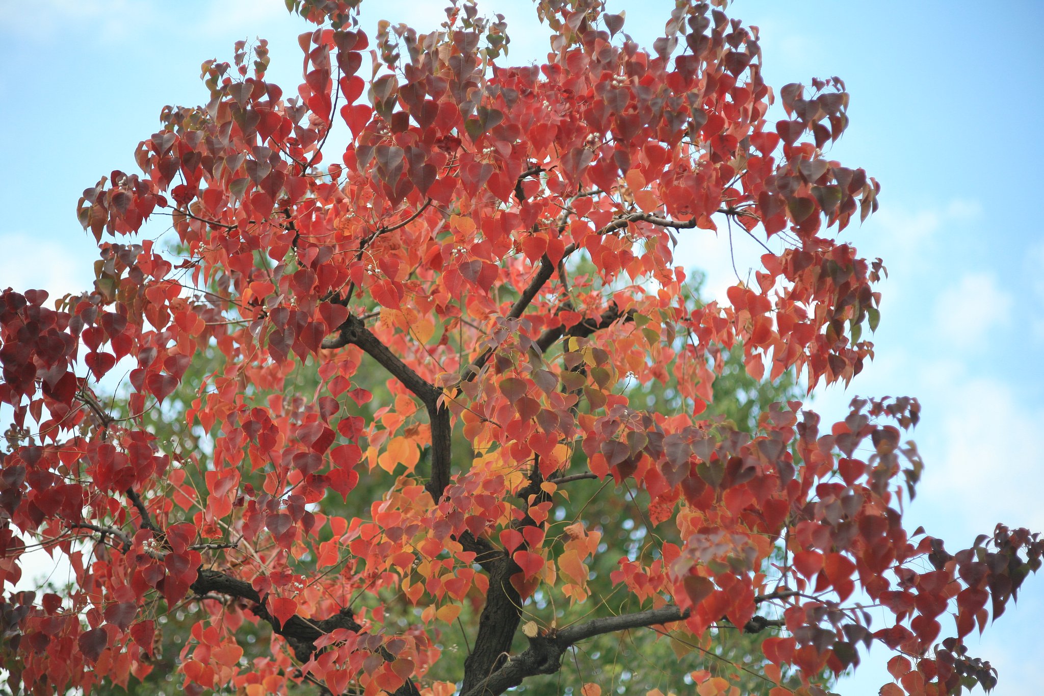 紅葉