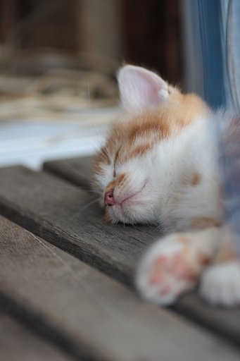 ＺＺＺ…