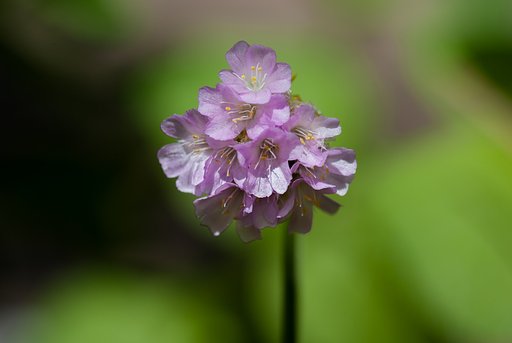 ピンクの小さい花が多数・・。