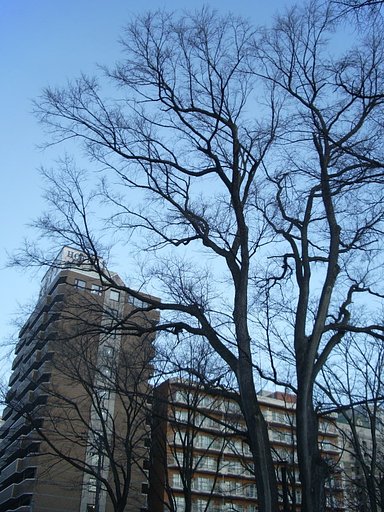 冬は去りぬ．．．？