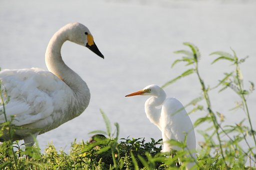 コハクチョウとチュウサギ