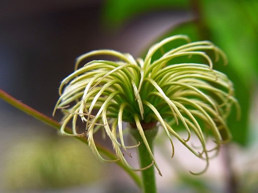 花は終われど