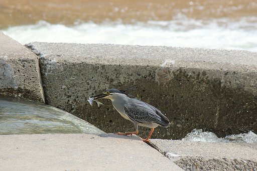 サギのお食事処