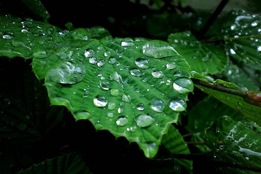雨上がり