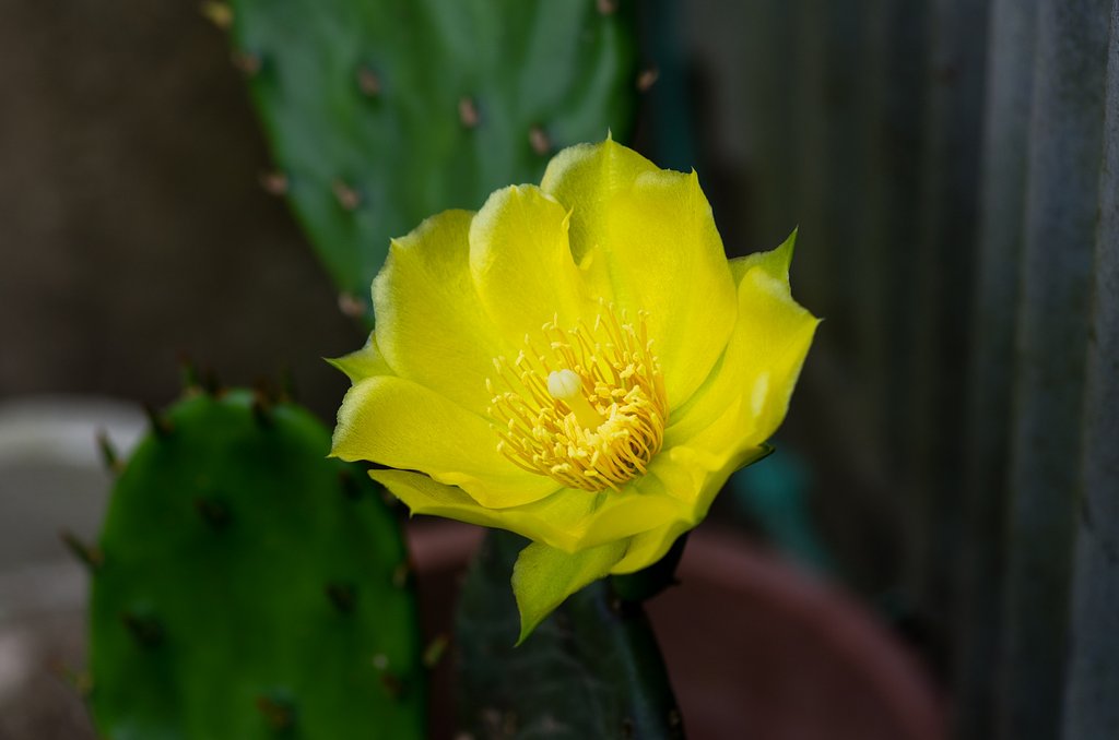 黄色い花が又咲きました。