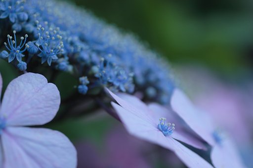 紫陽花を銀河に見立てて・・・