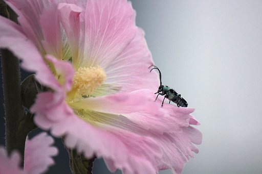 小さなカミキリムシ