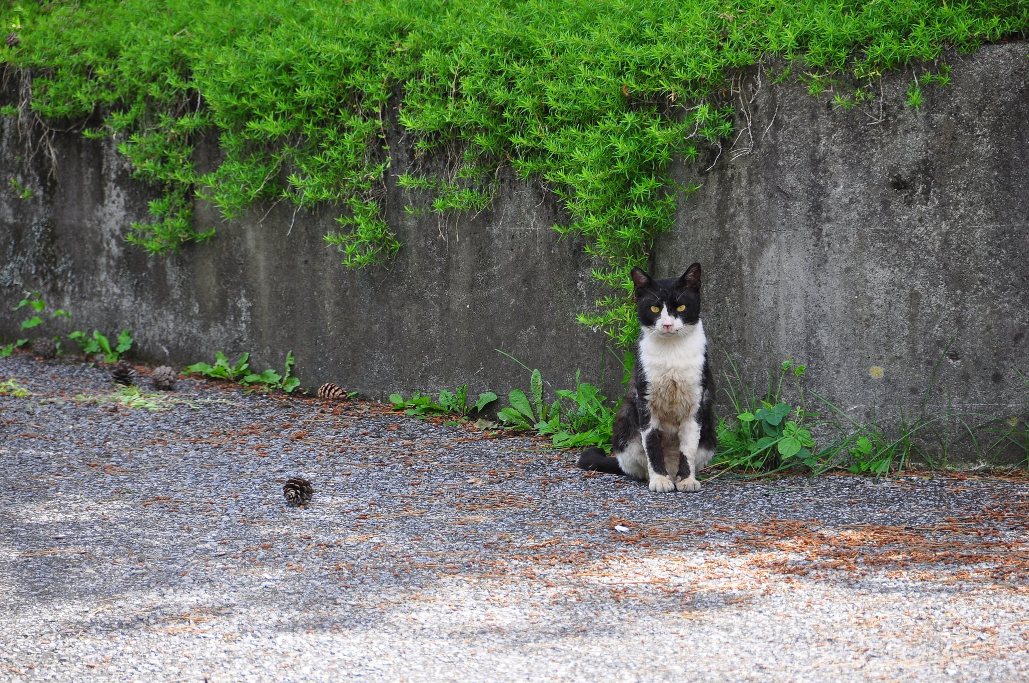 松ぼっくりと猫
