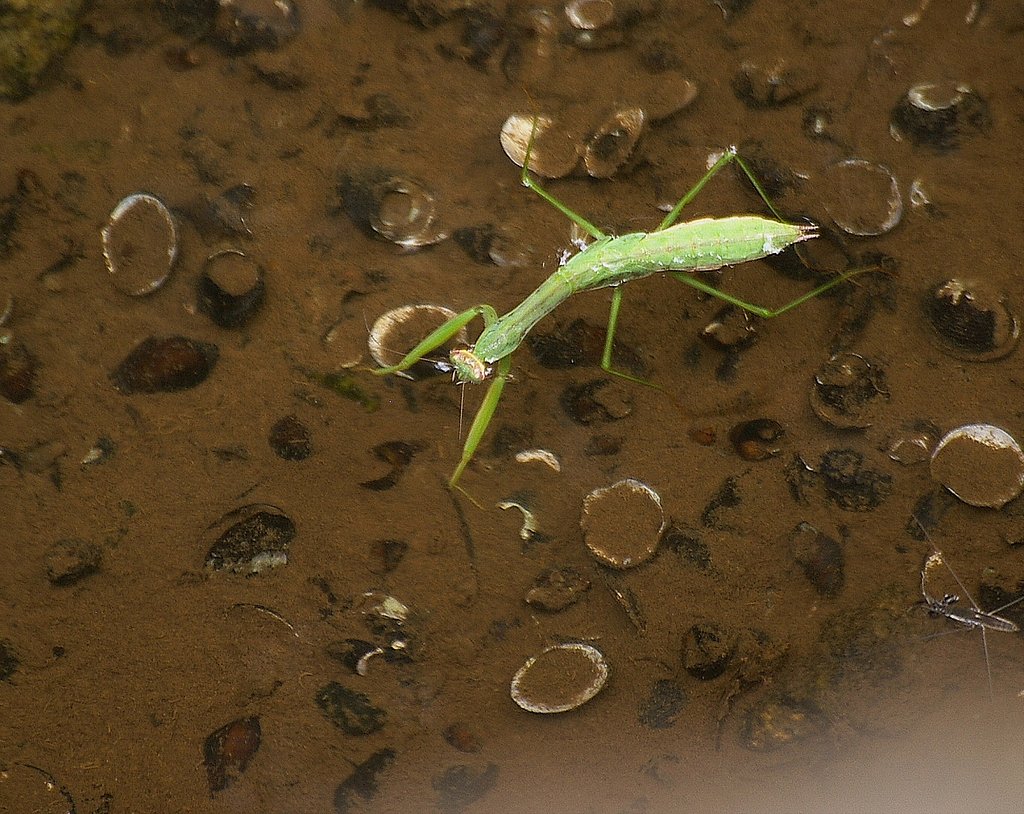 カマキリ川に