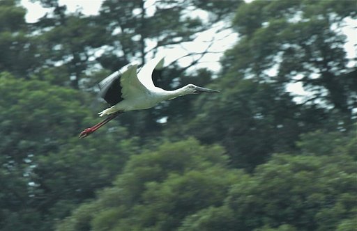コウノトリ