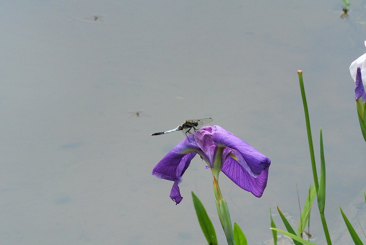 花菖蒲と虫
