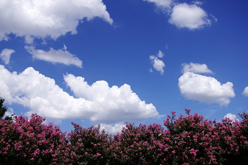 さるすべりと青い空