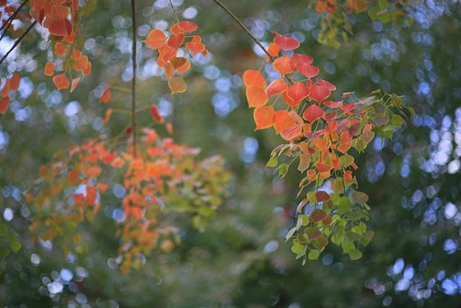 紅葉とボケ