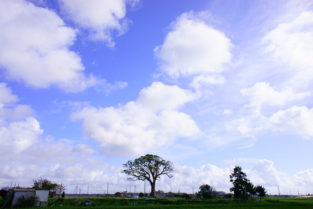 【日本】 巨木