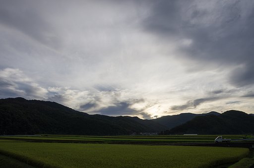 コシヒカリ水田と田舎の朝。