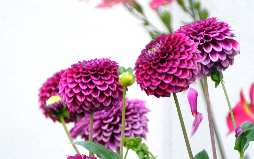 隣家畑の花ダリア②